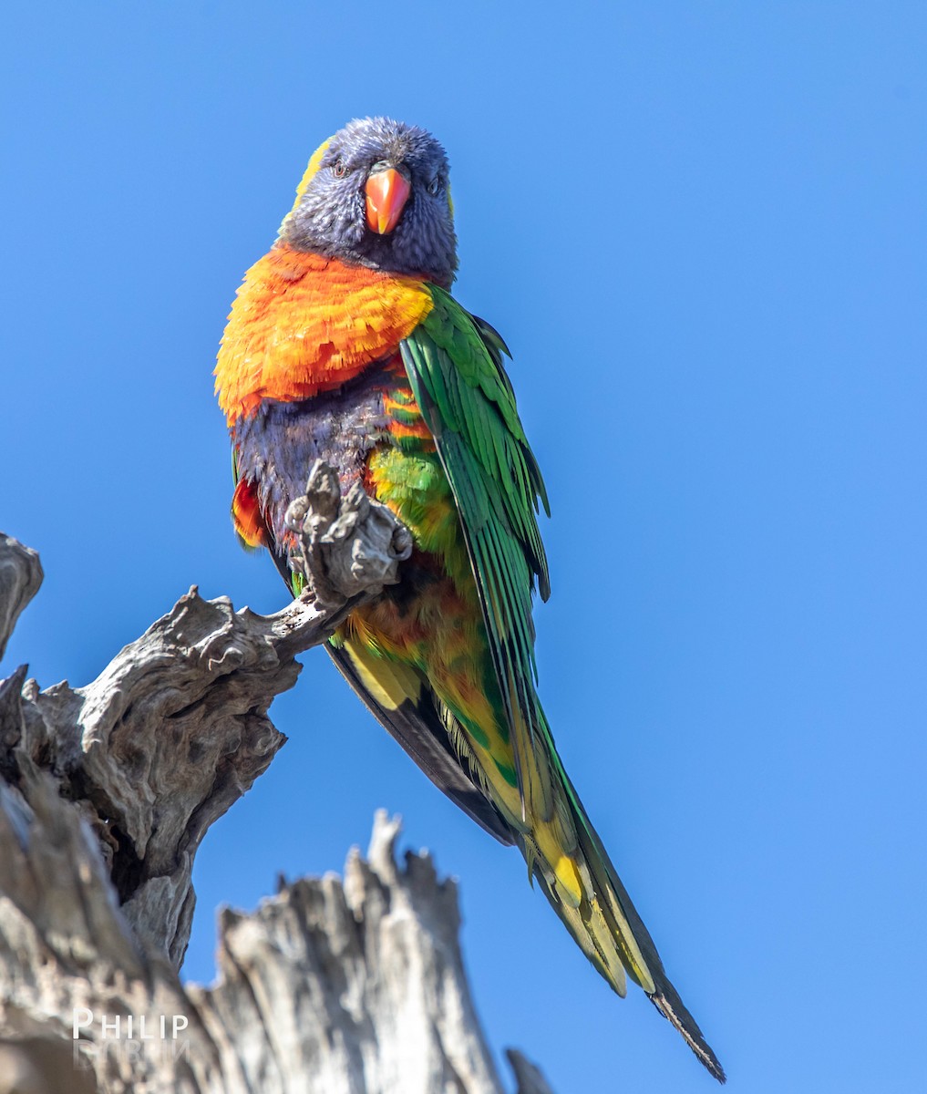 Rainbow Lorikeet - ML111905331