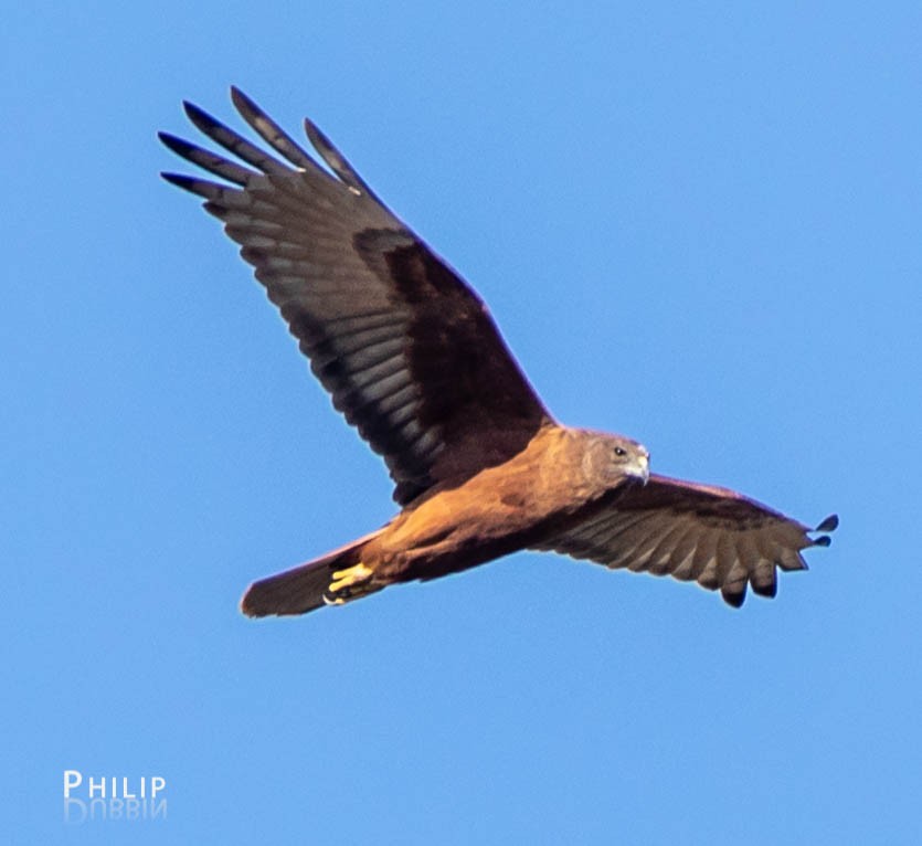 Swamp Harrier - Philip Dubbin