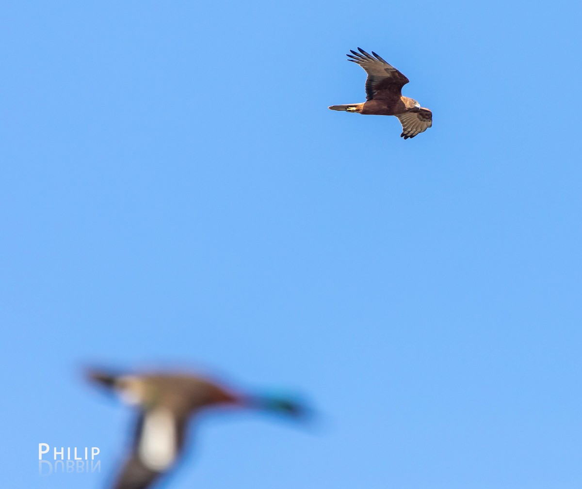 Swamp Harrier - ML111905461