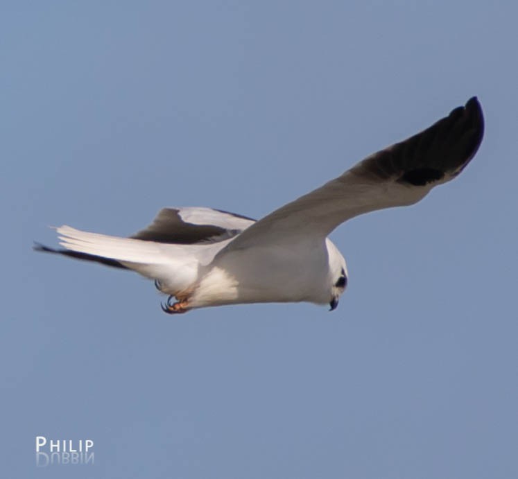 Black-shouldered Kite - ML111905511