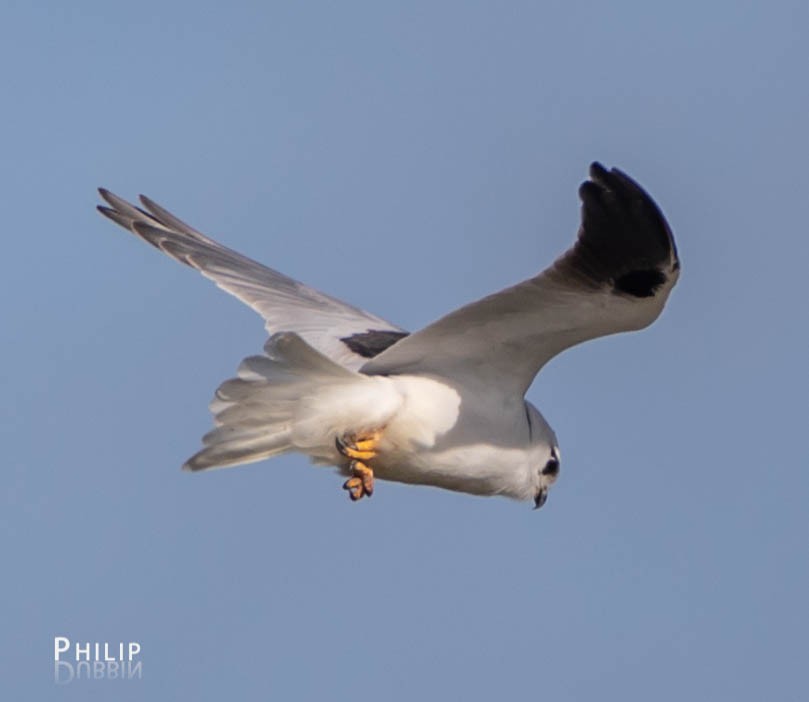 Black-shouldered Kite - ML111905521