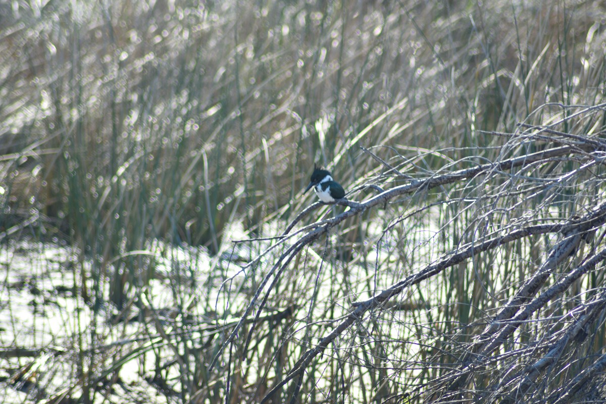 Amazon Kingfisher - ML111906101