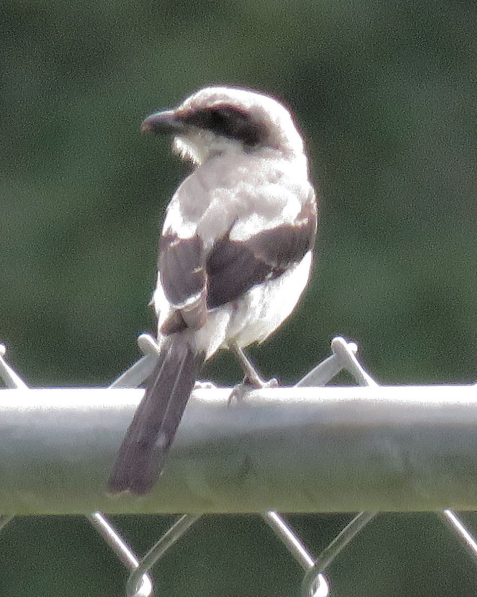 Loggerhead Shrike - ML111906531