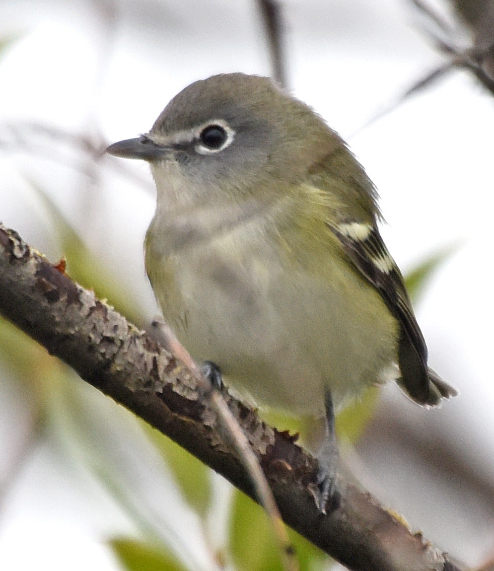 Cassin's Vireo - Steven Mlodinow