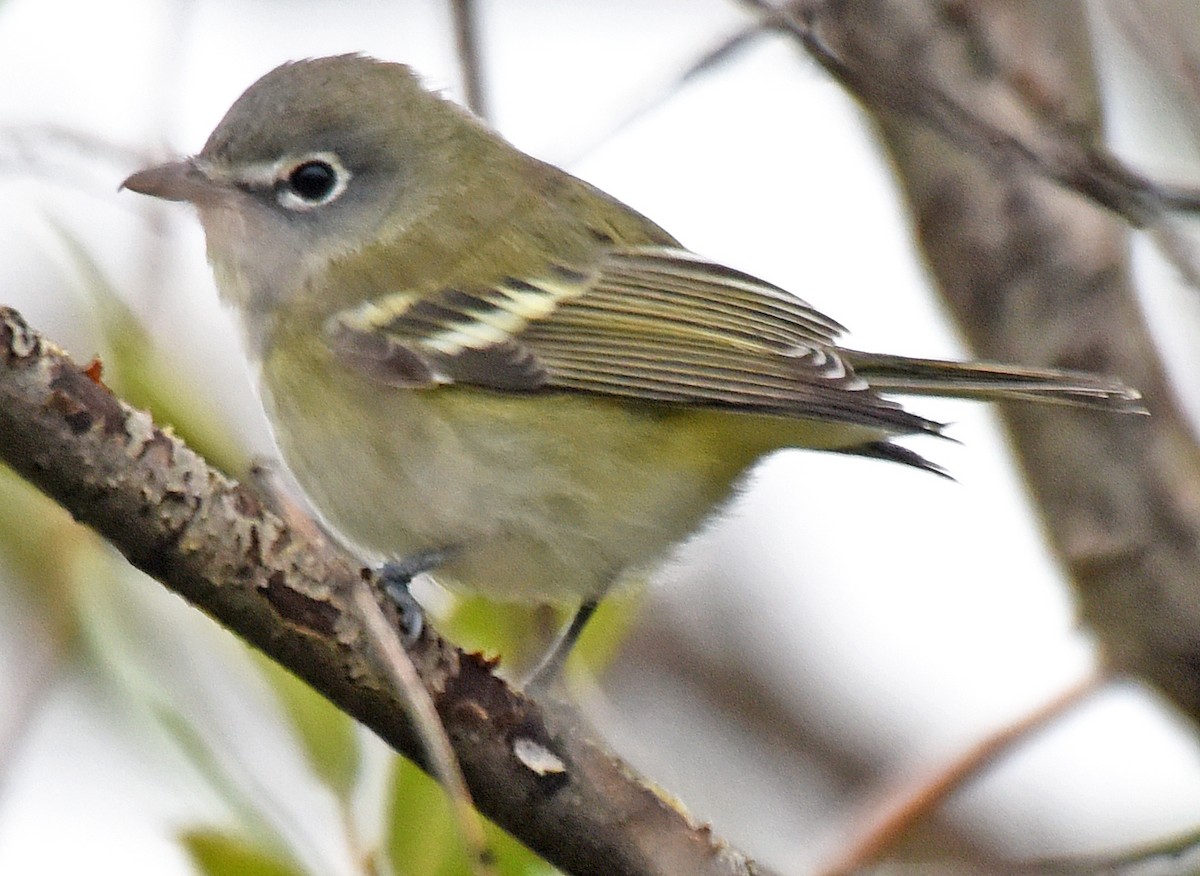 Cassin's Vireo - ML111909941