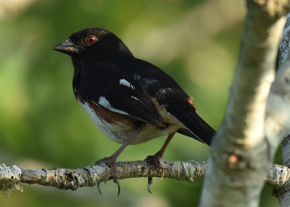 Eastern Towhee - ML111911661