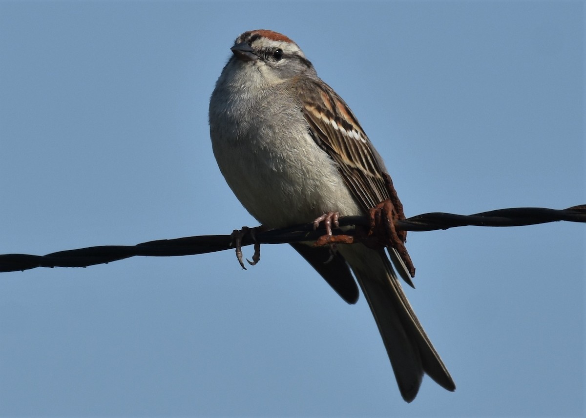 Chipping Sparrow - ML111911711