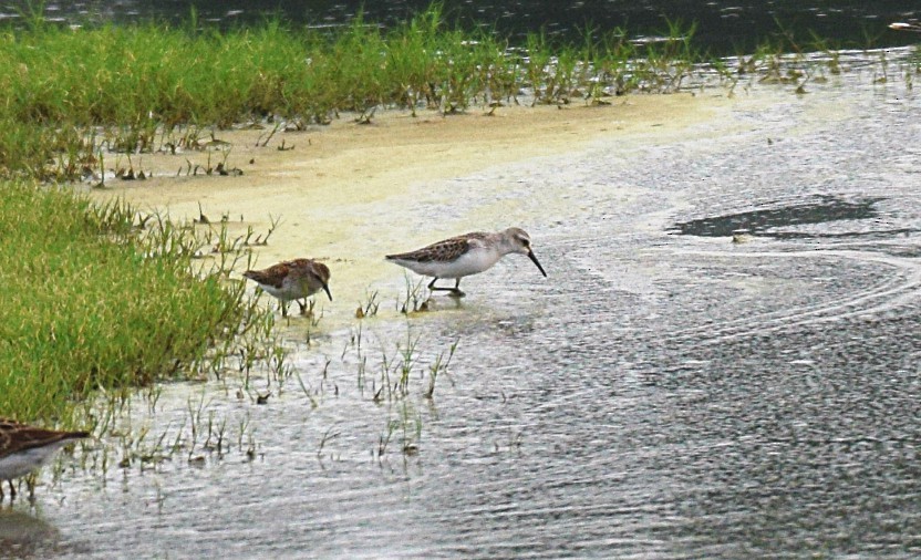 beringsnipe - ML111911861