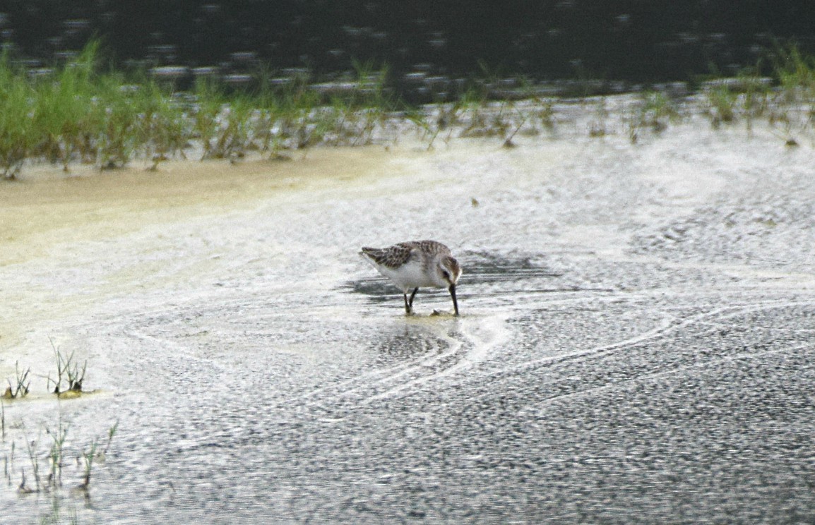 Western Sandpiper - ML111911871