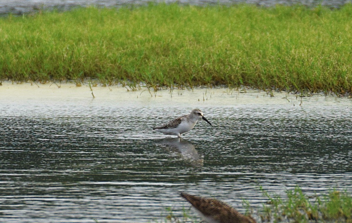 beringsnipe - ML111911881