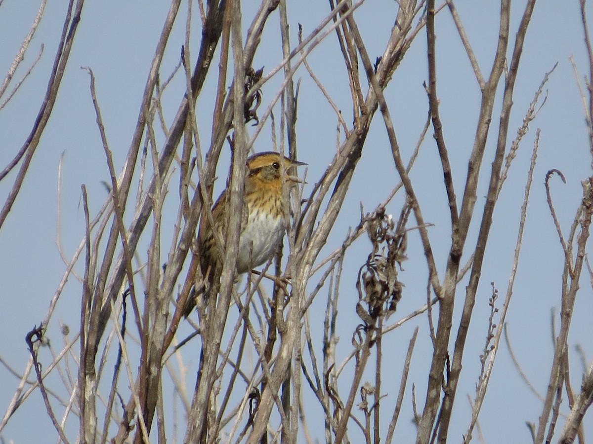 Nelson's Sparrow - ML111912101