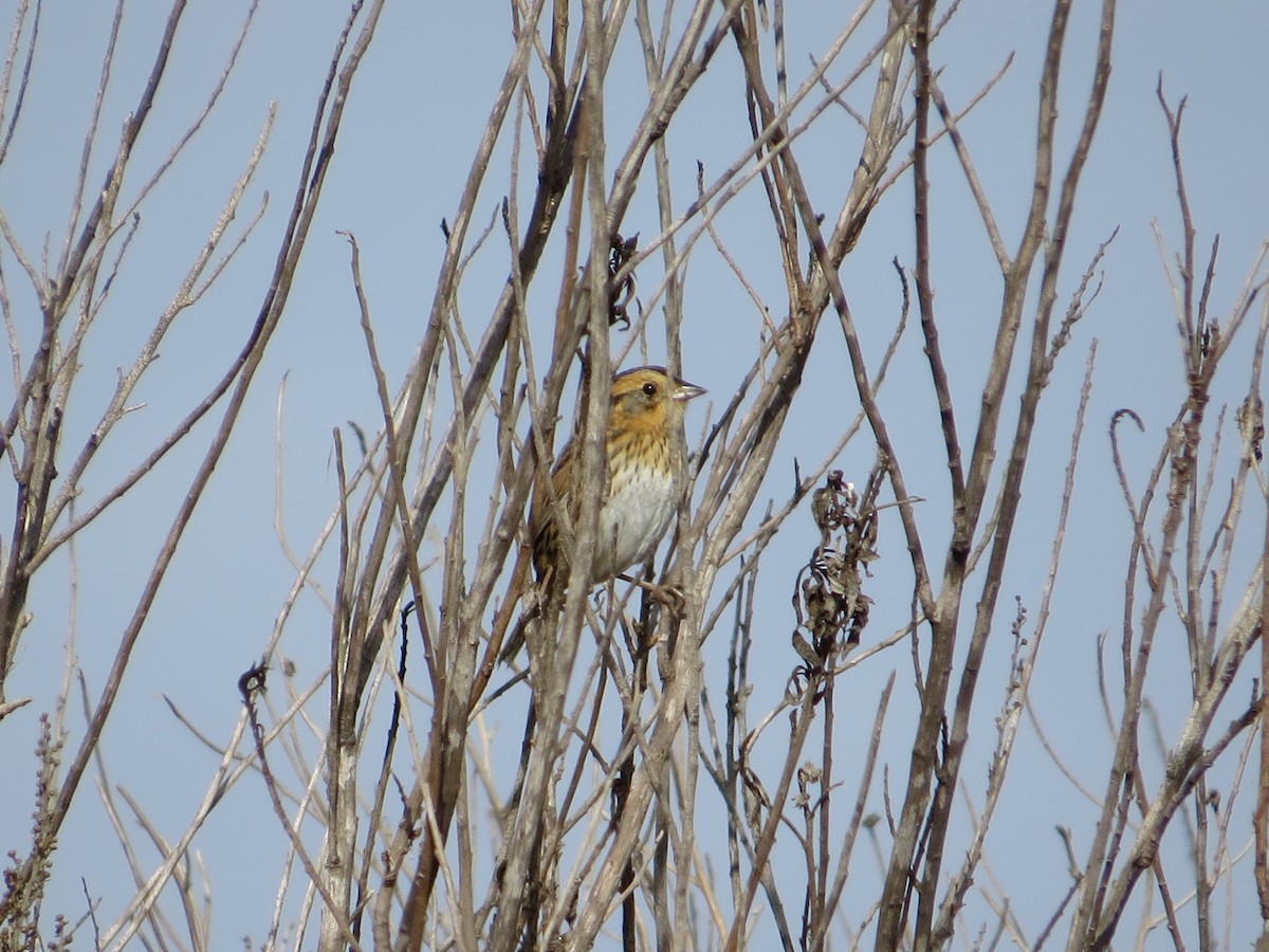 Nelson's Sparrow - ML111912111