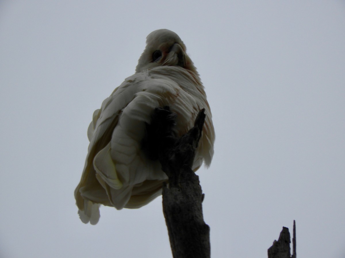 Little Corella - ML111912431