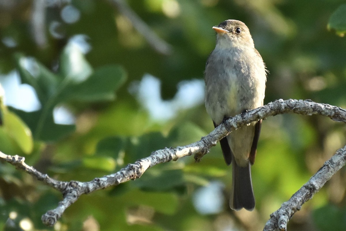 Eastern Wood-Pewee - ML111913501