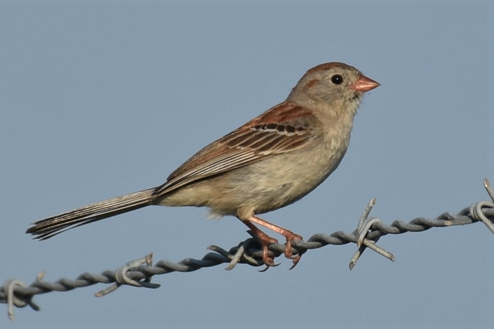 Field Sparrow - ML111914071