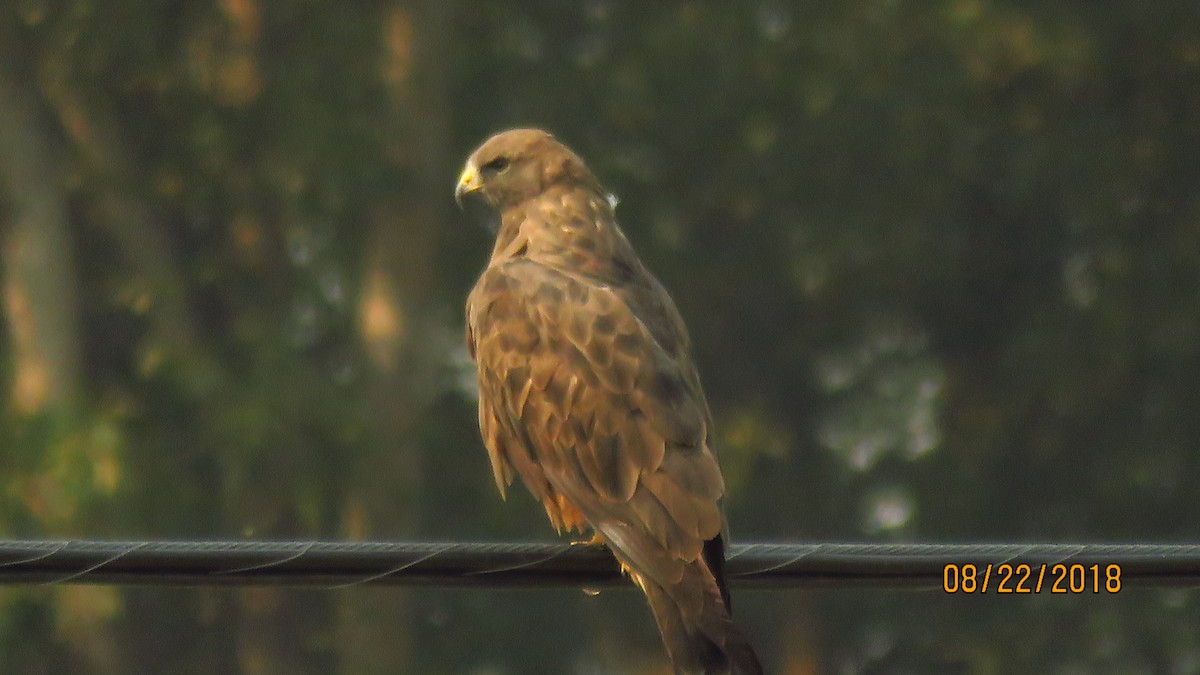 Swainson's Hawk - ML111914401