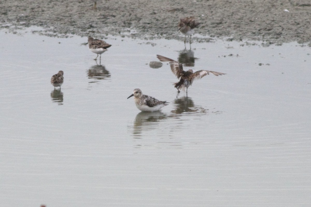 Гурвалж элсэг - ML111915101