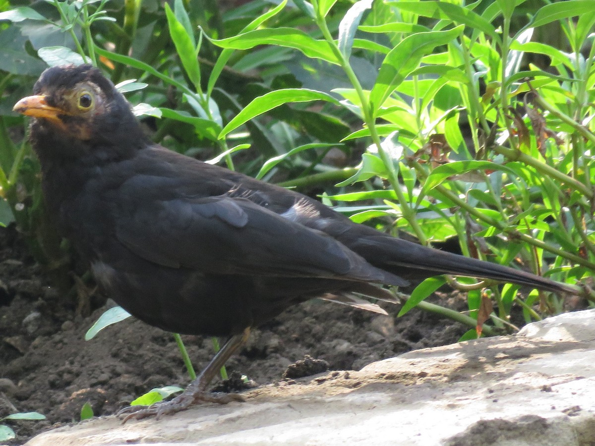 Eurasian Blackbird - Don Witter