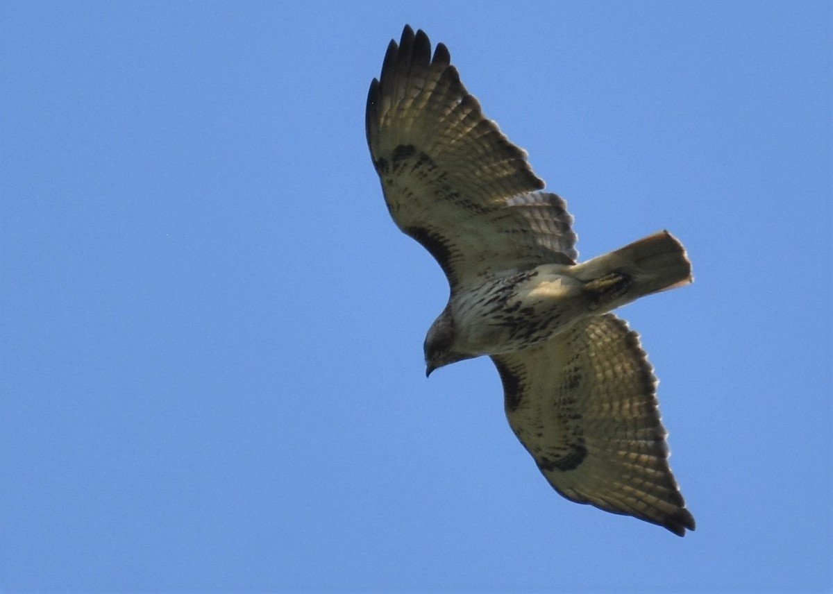 Red-tailed Hawk - ML111915561