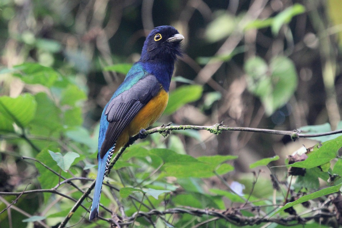 Guianan Trogon - Stephen Gast