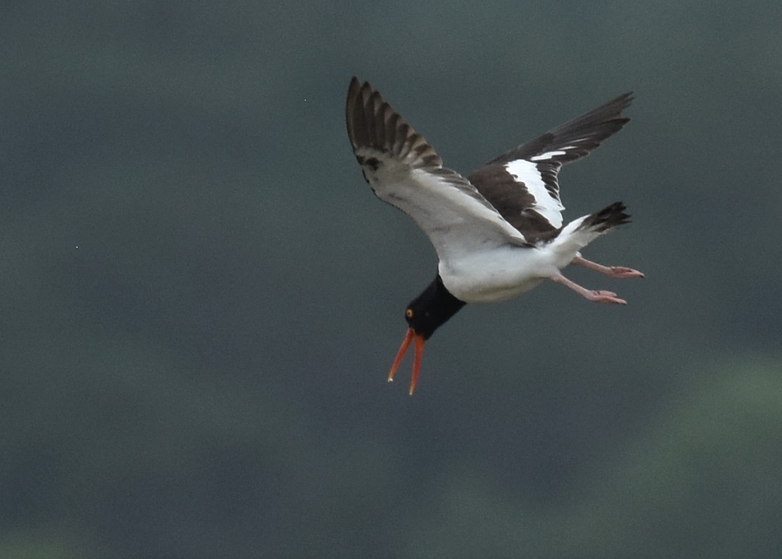 American Oystercatcher - ML111917001