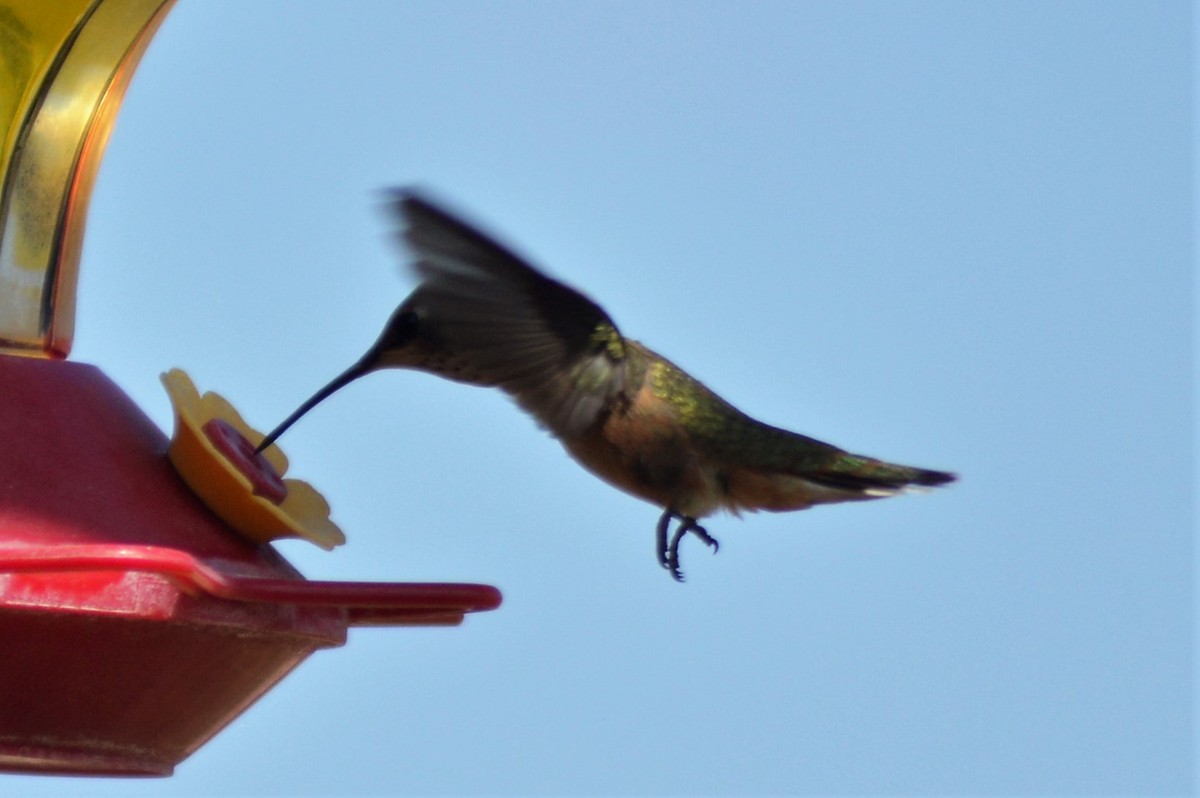 Rufous Hummingbird - ML111917921