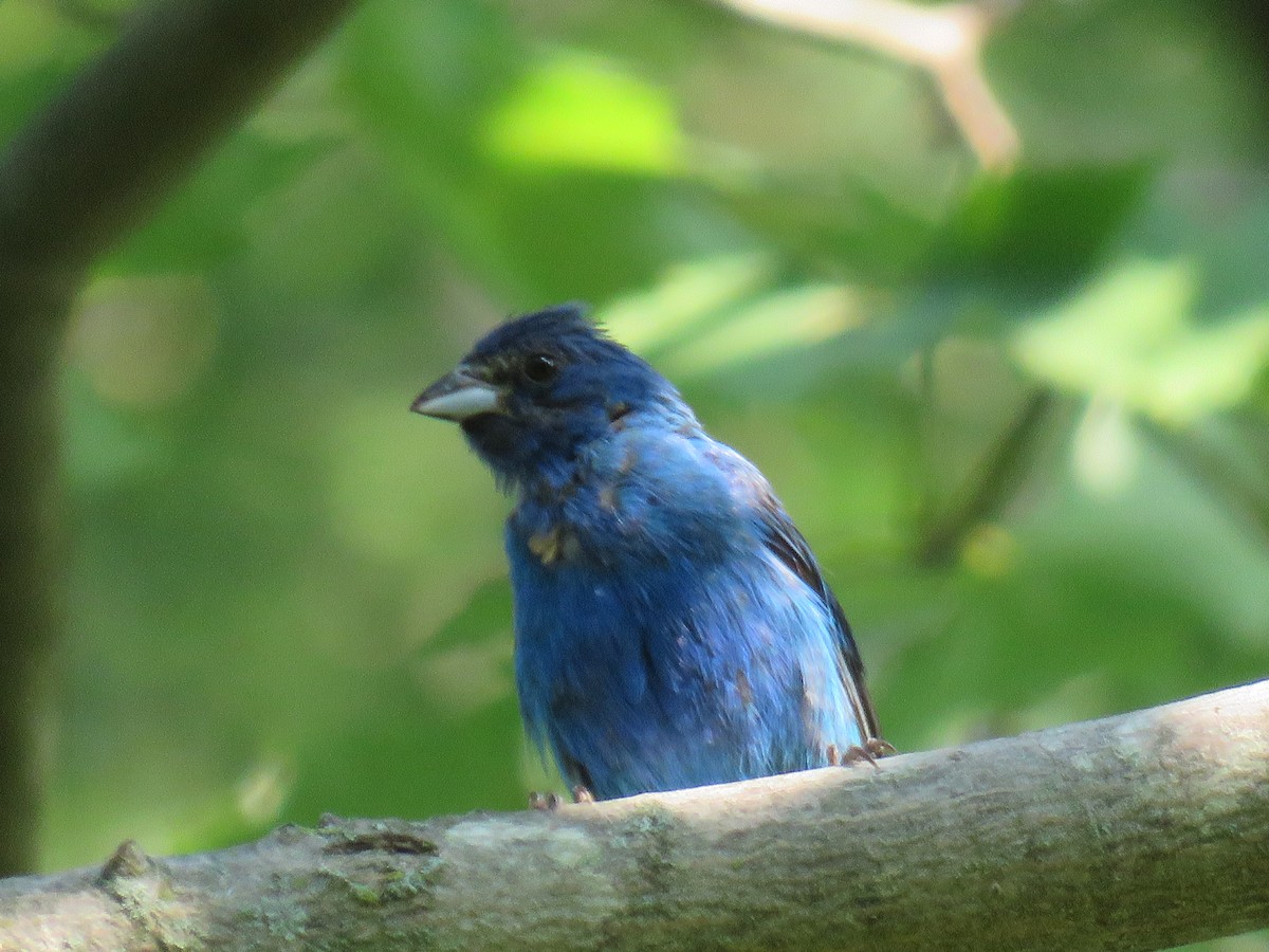 Indigo Bunting - ML111918641