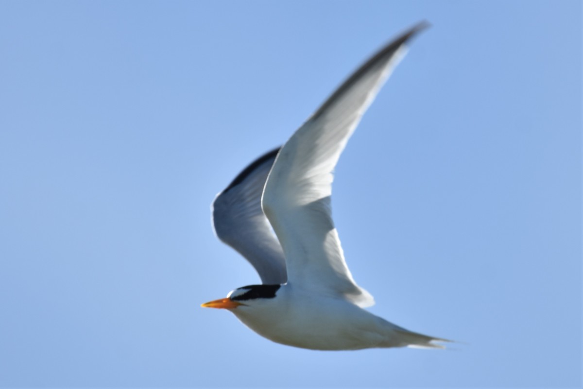 Least Tern - ML111921221