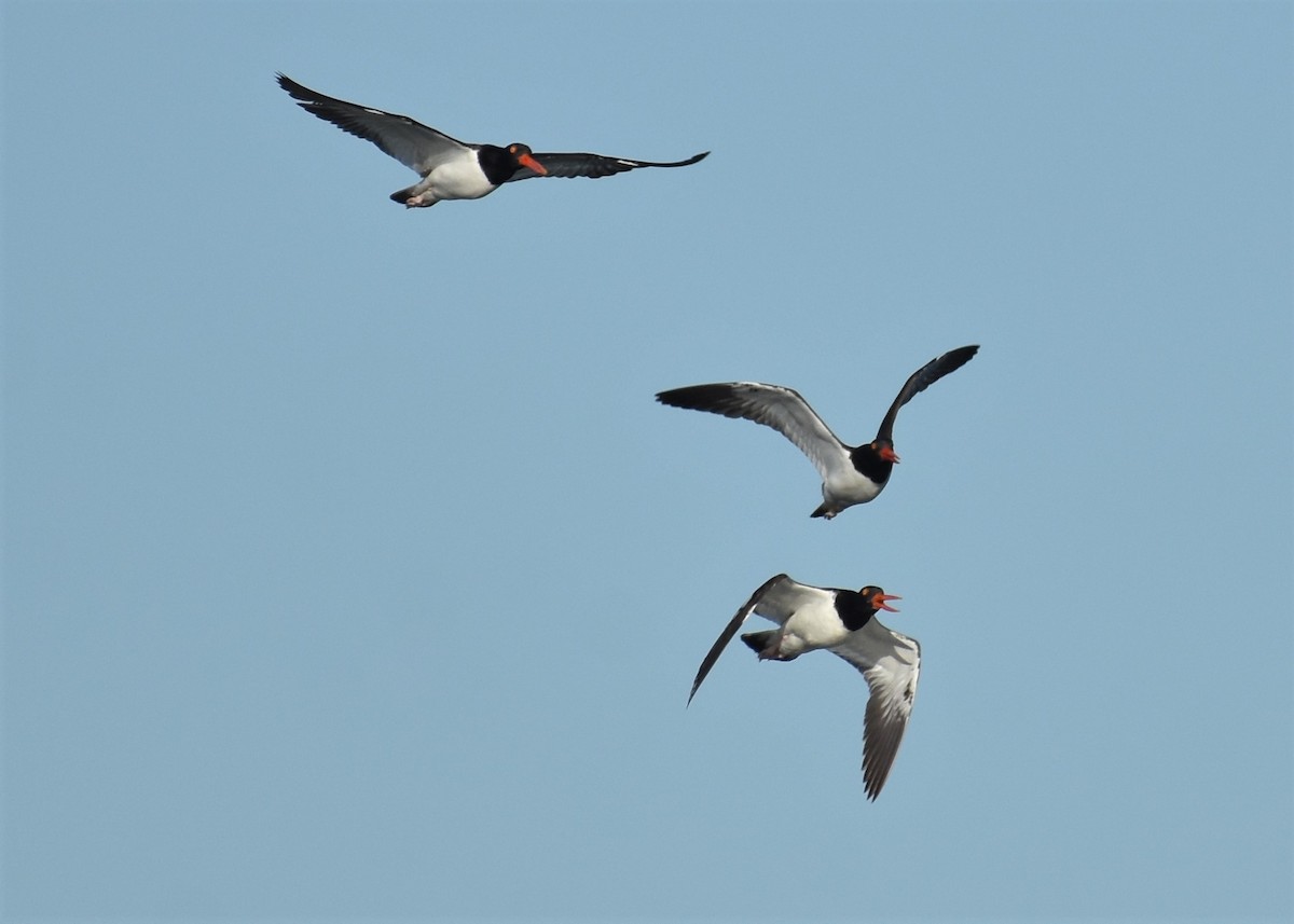 American Oystercatcher - ML111921301