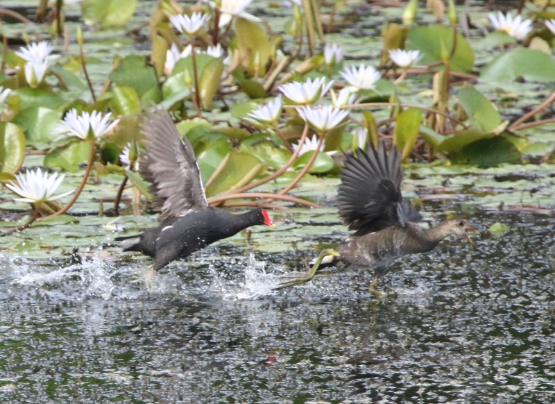 Eurasian Moorhen - Joseph Mancuso