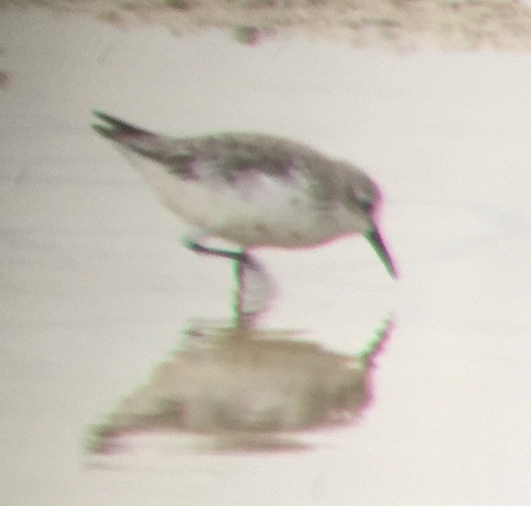 Western Sandpiper - ML111921371