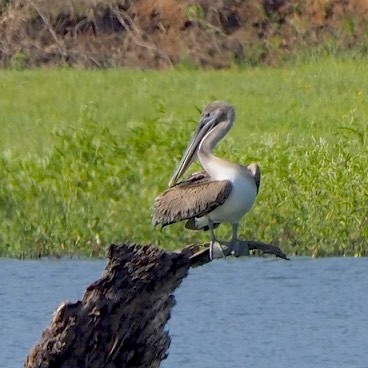 Brown Pelican - ML111921701