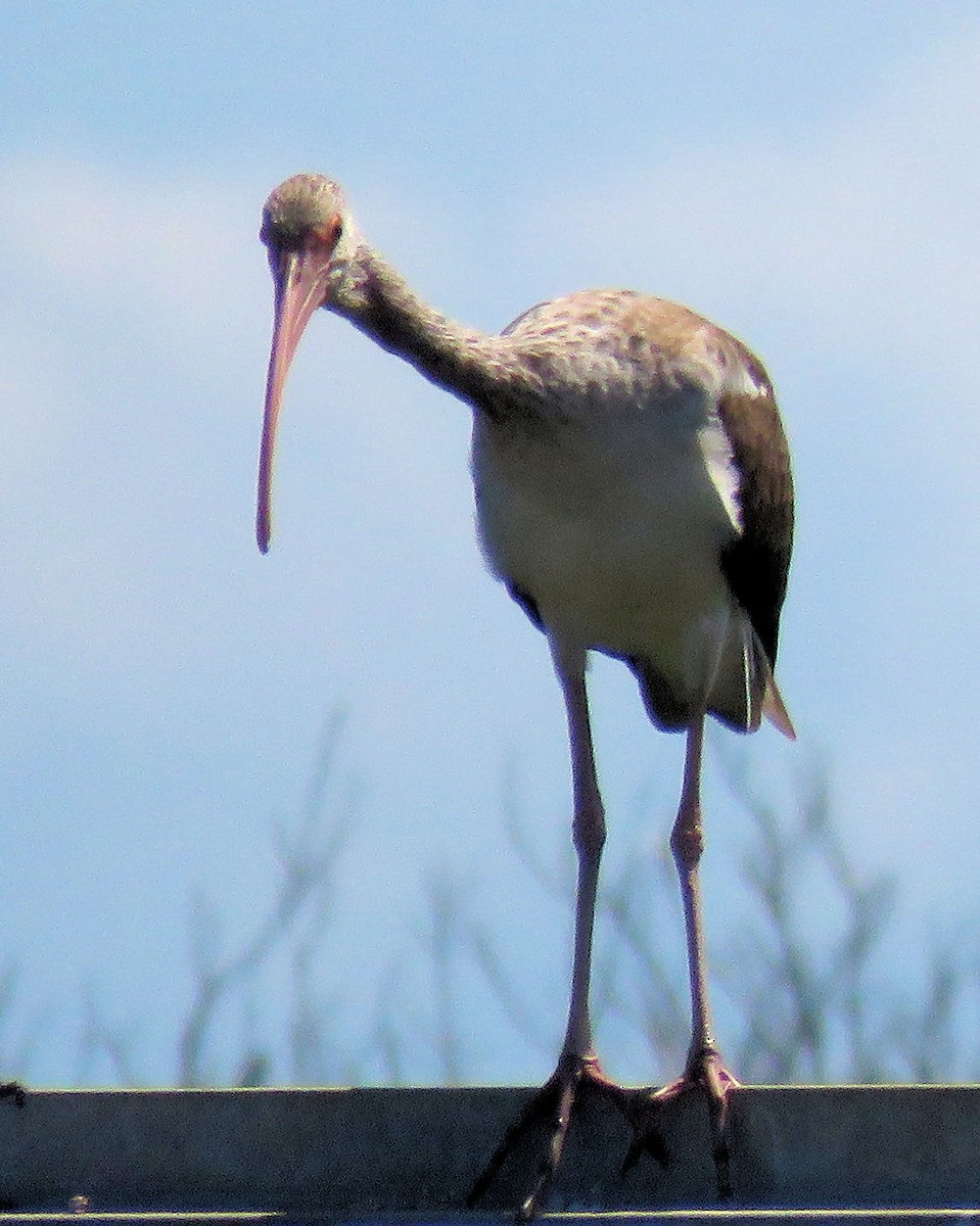ibis bílý - ML111922241