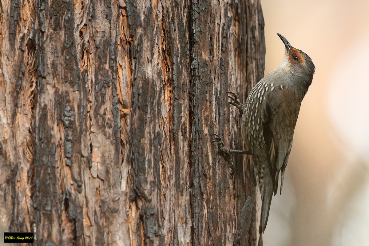 Red-browed Treecreeper - David Irving