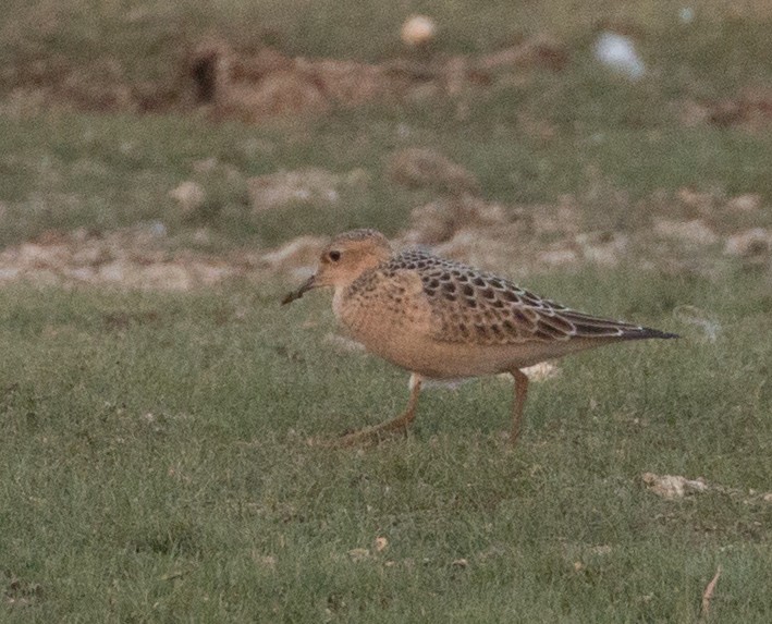 Buff-breasted Sandpiper - ML111923971