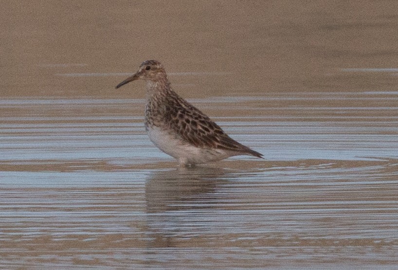 Pectoral Sandpiper - Andy Boyce