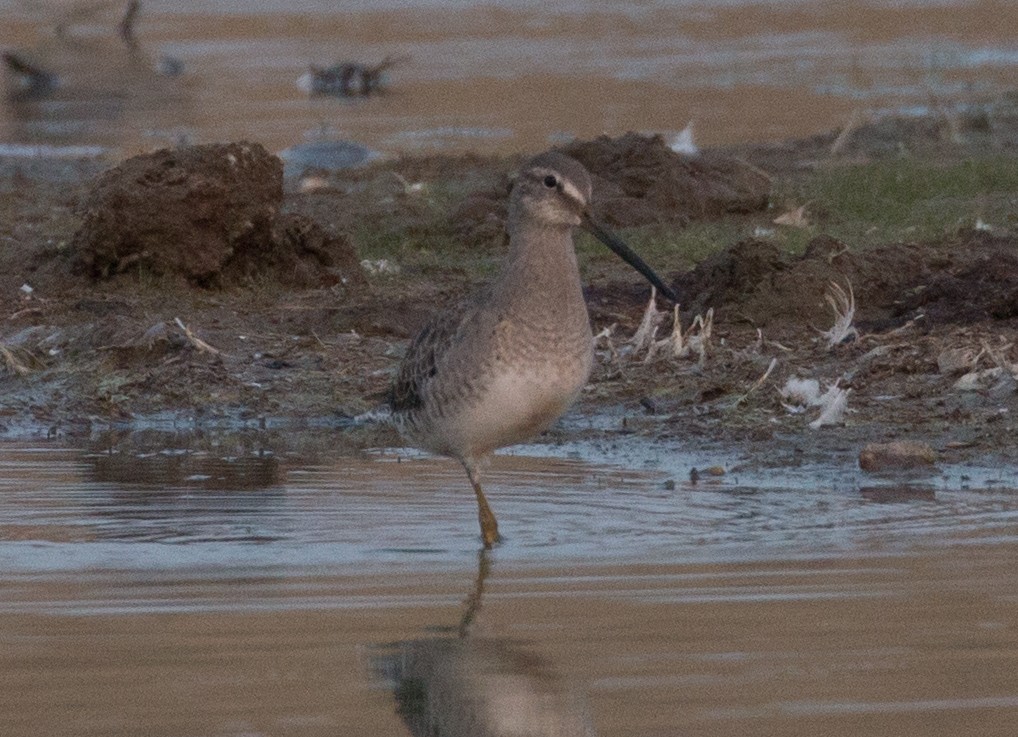 Long-billed Dowitcher - ML111924201