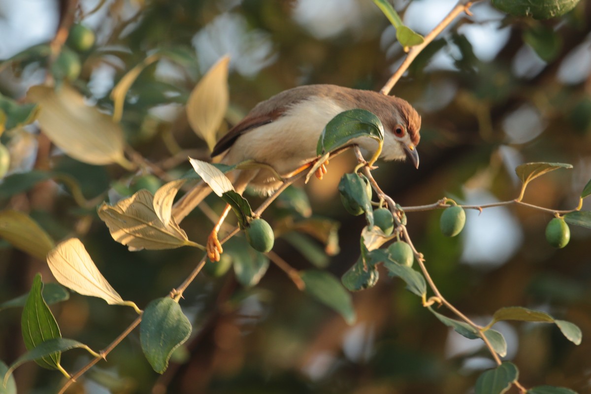 Yellow-eyed Babbler - ML111924661