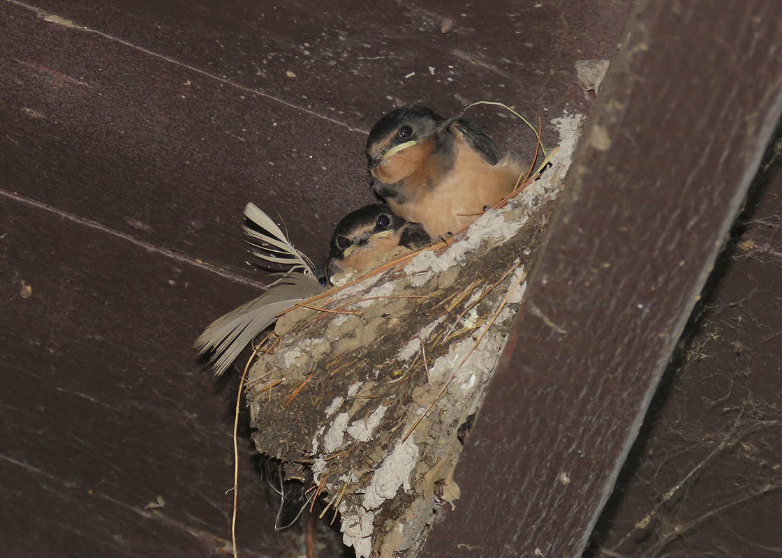 Barn Swallow - ML111924861