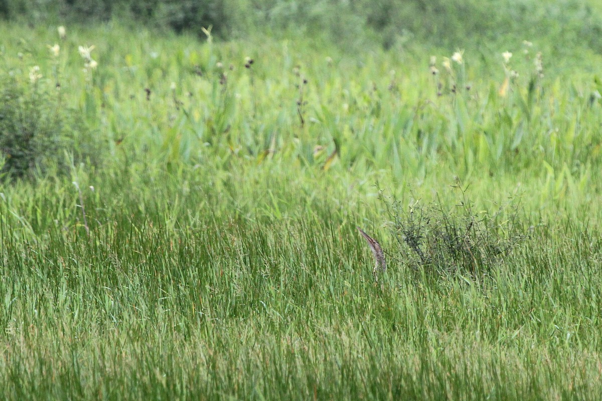 Pinnated Bittern - ML111925021