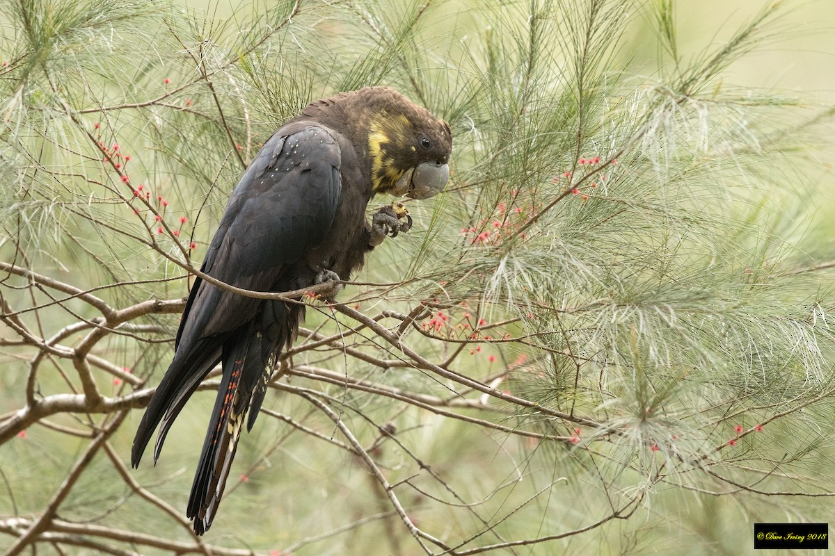 Glossy Black-Cockatoo - David Irving