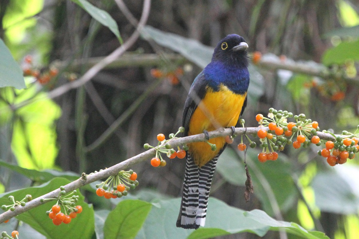 trogon guyanský - ML111927111