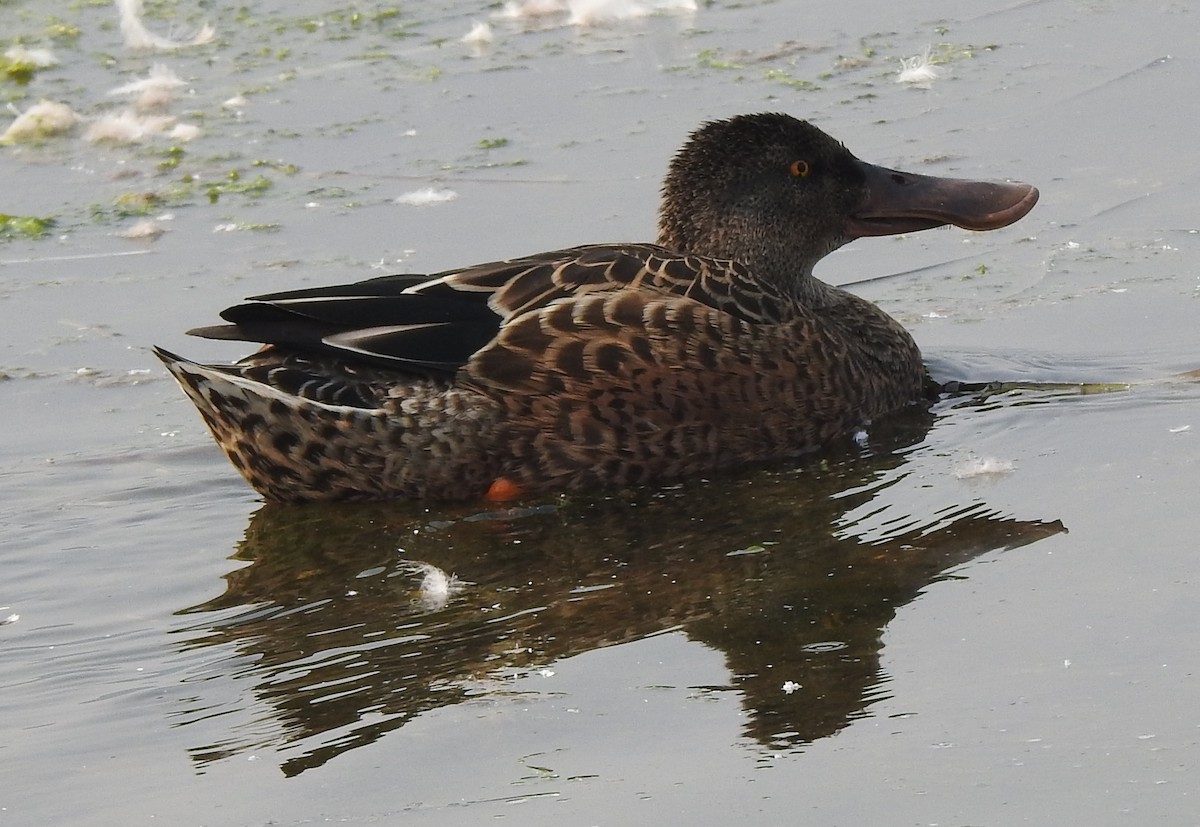 Northern Shoveler - ML111928331