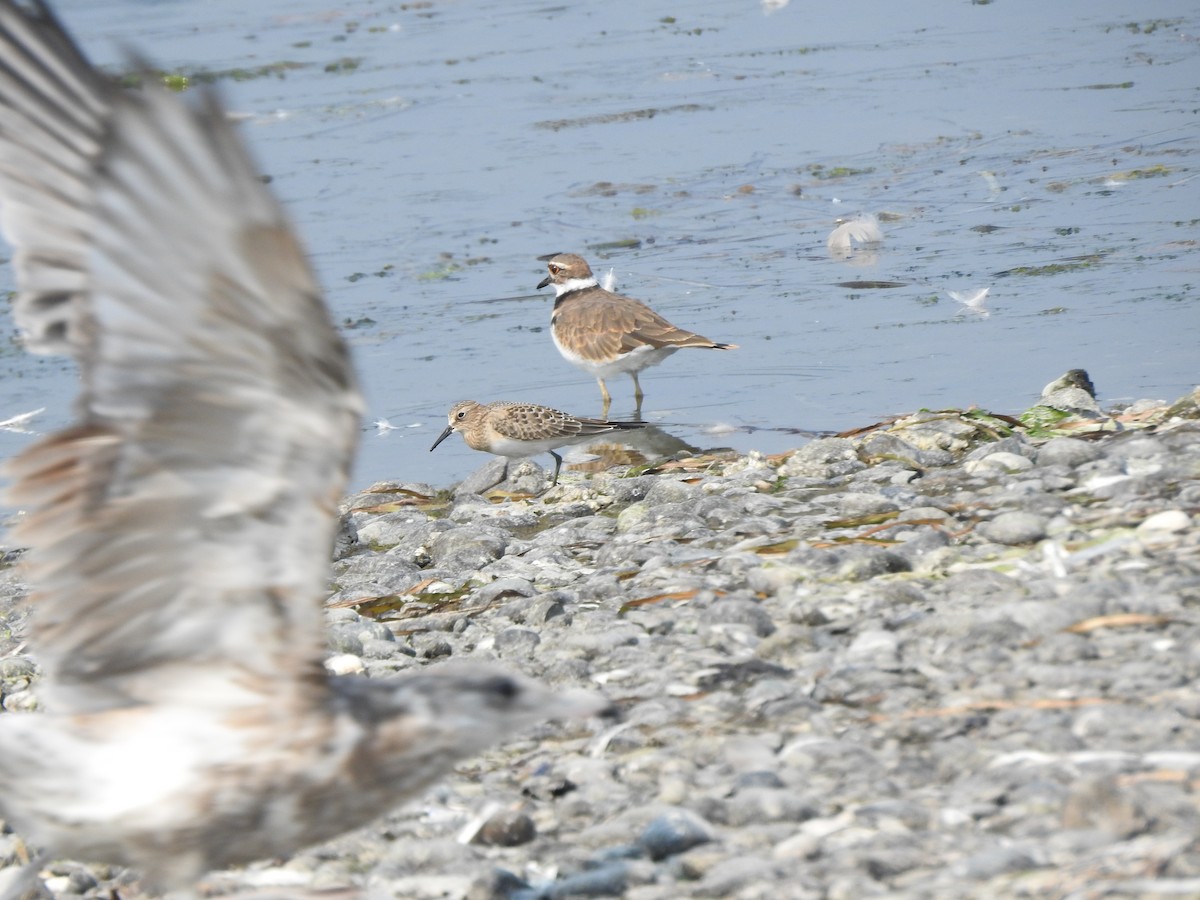 Baird's Sandpiper - ML111928631