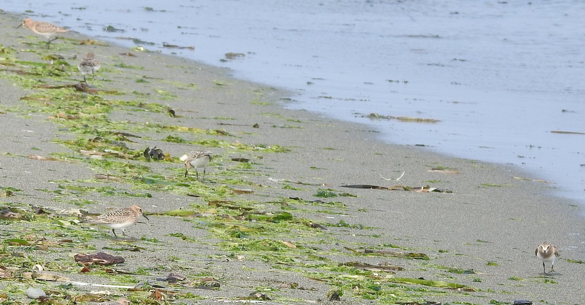 Baird's Sandpiper - ML111928891