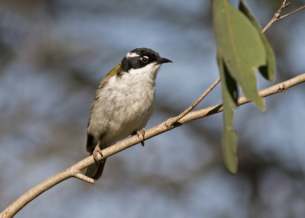 White-throated Honeyeater - ML111929531