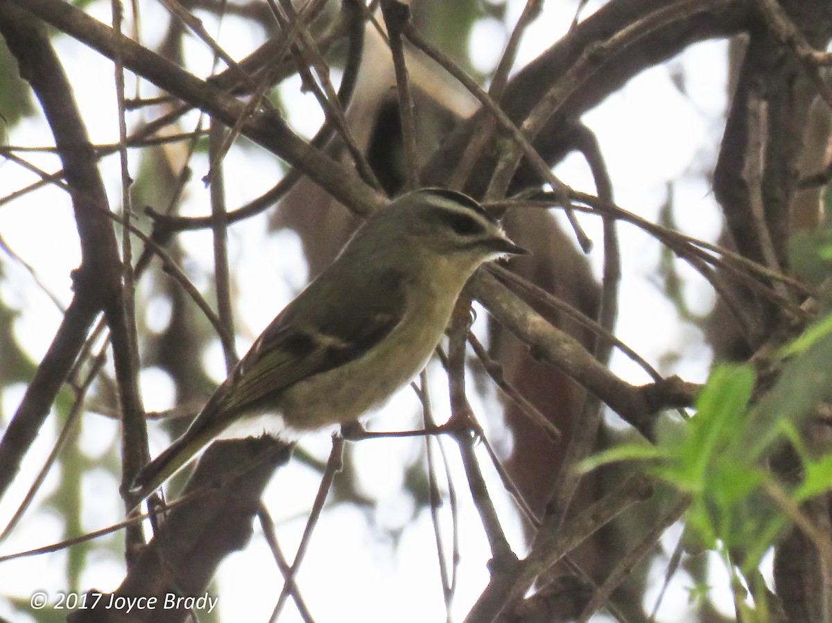 Golden-crowned Kinglet - ML111929541