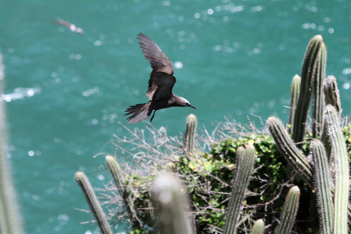 Brown Noddy - ML111929741