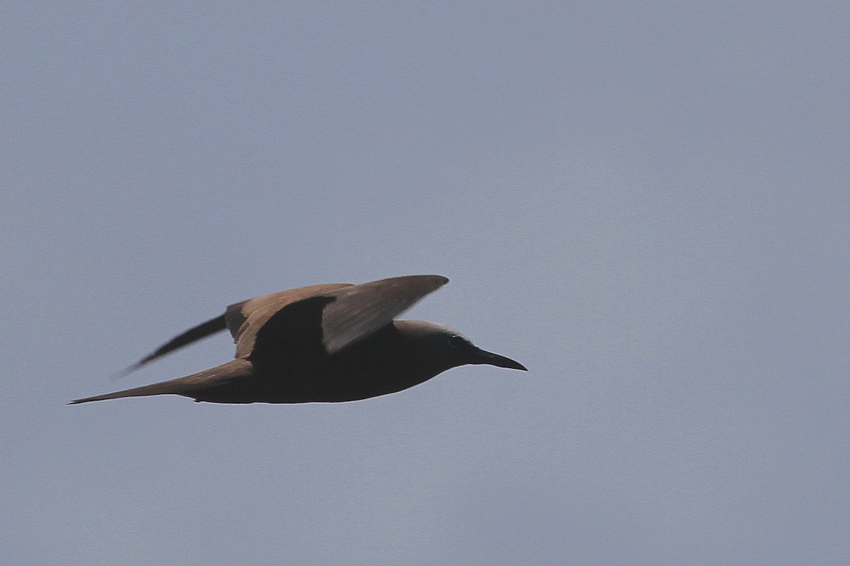 Brown Noddy - ML111929791