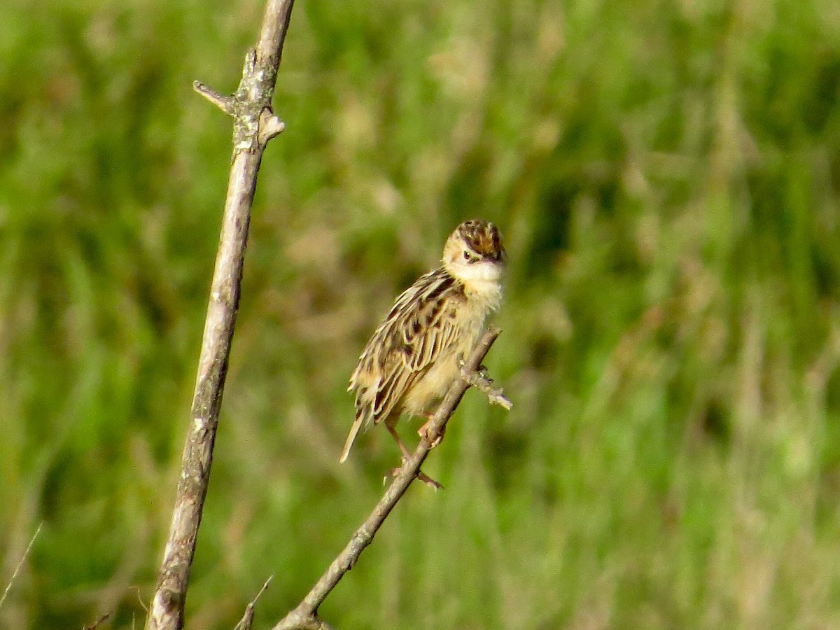 Pectoral-patch Cisticola - ML111932601